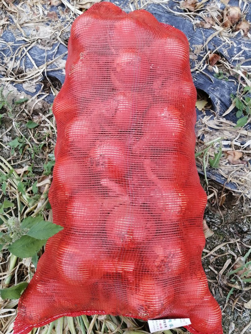 甘肃洋葱批发出口洋葱销售黄皮洋葱