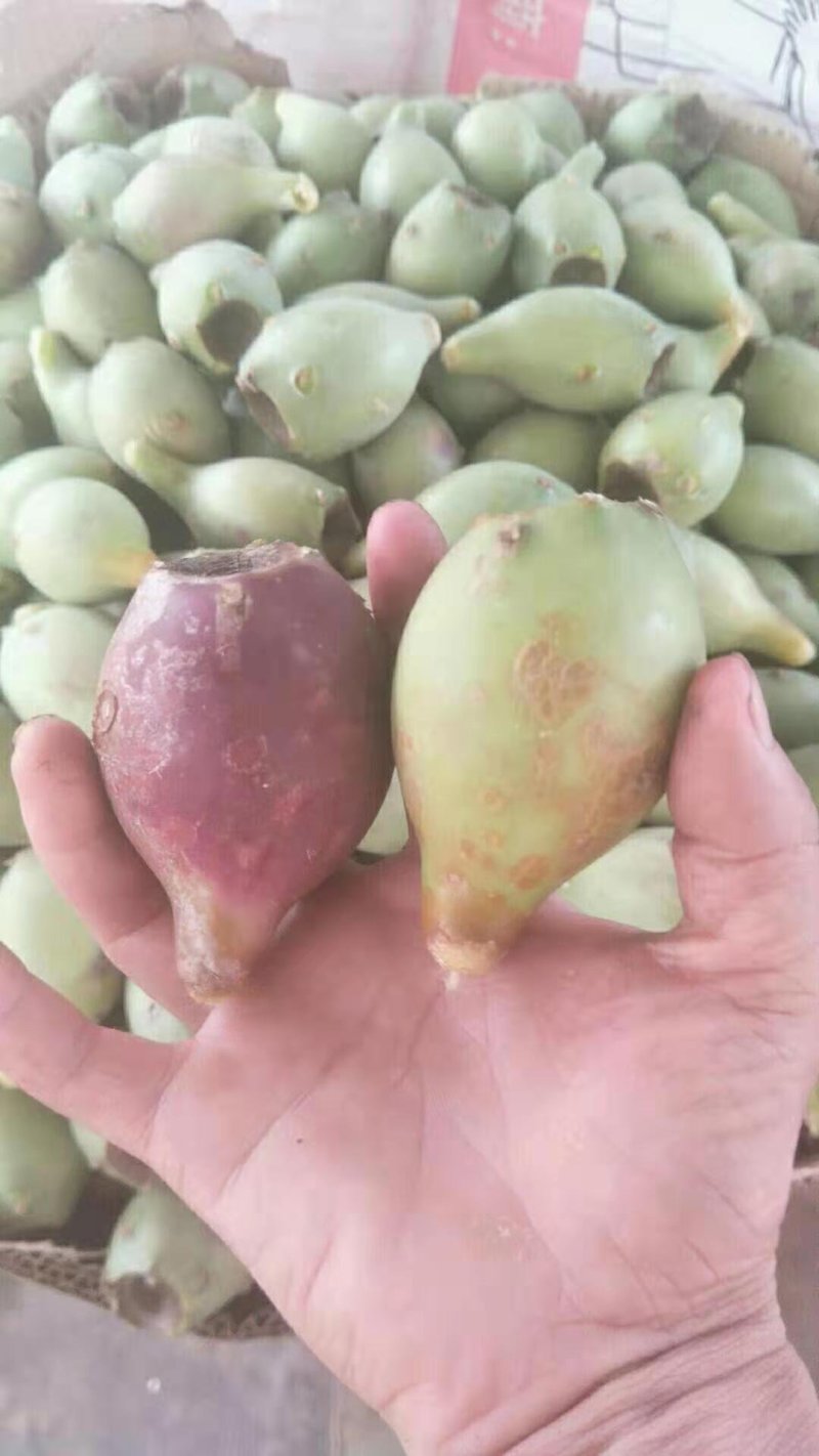 仙人掌果