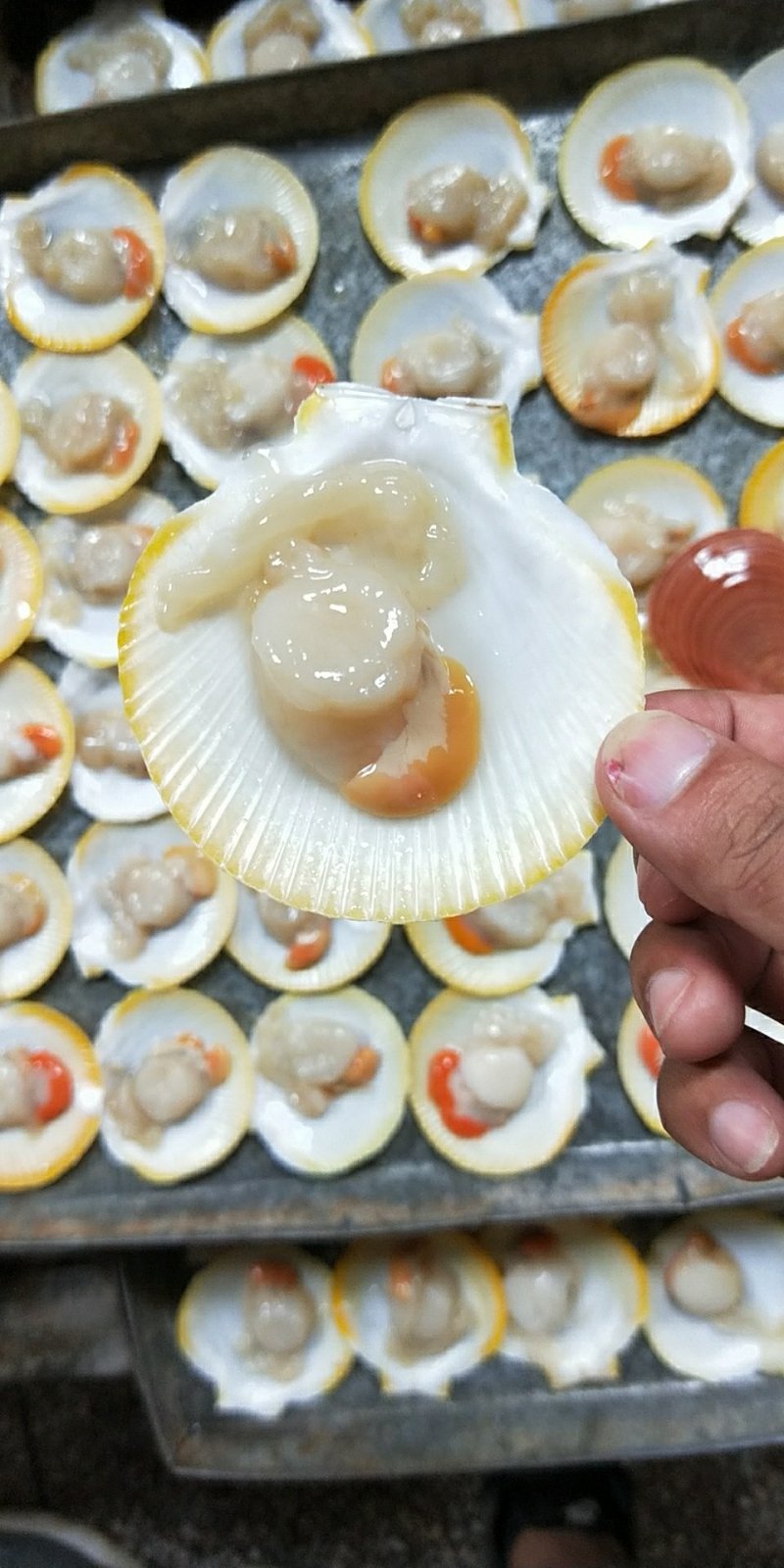 冰冻半壳日月圆贝带膏
