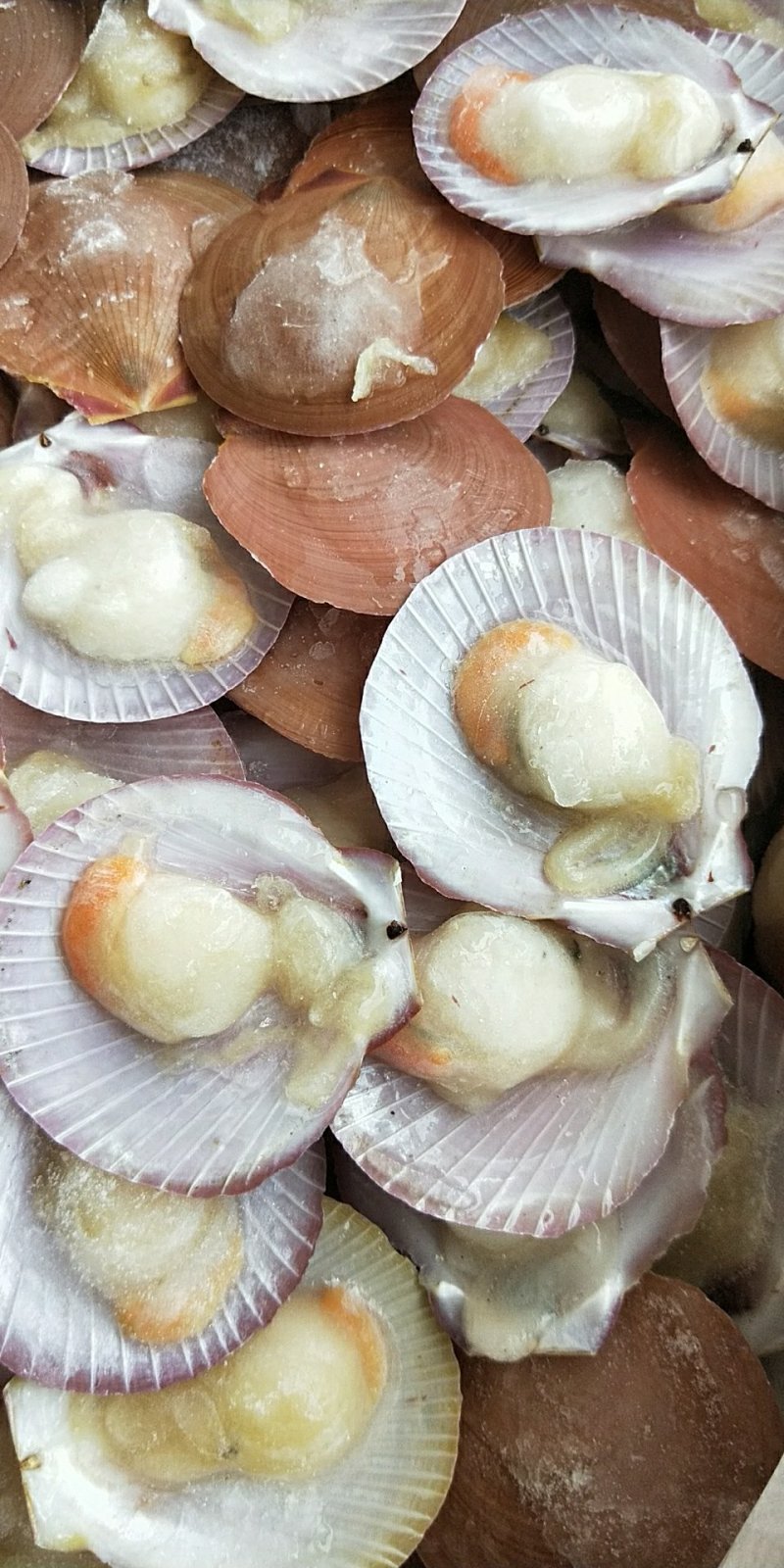 冰冻半壳日月圆贝带膏
