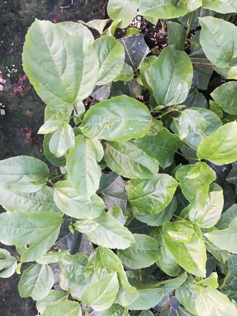 百香果苗，紫香，台农，黄金百香果芭味，大量批发