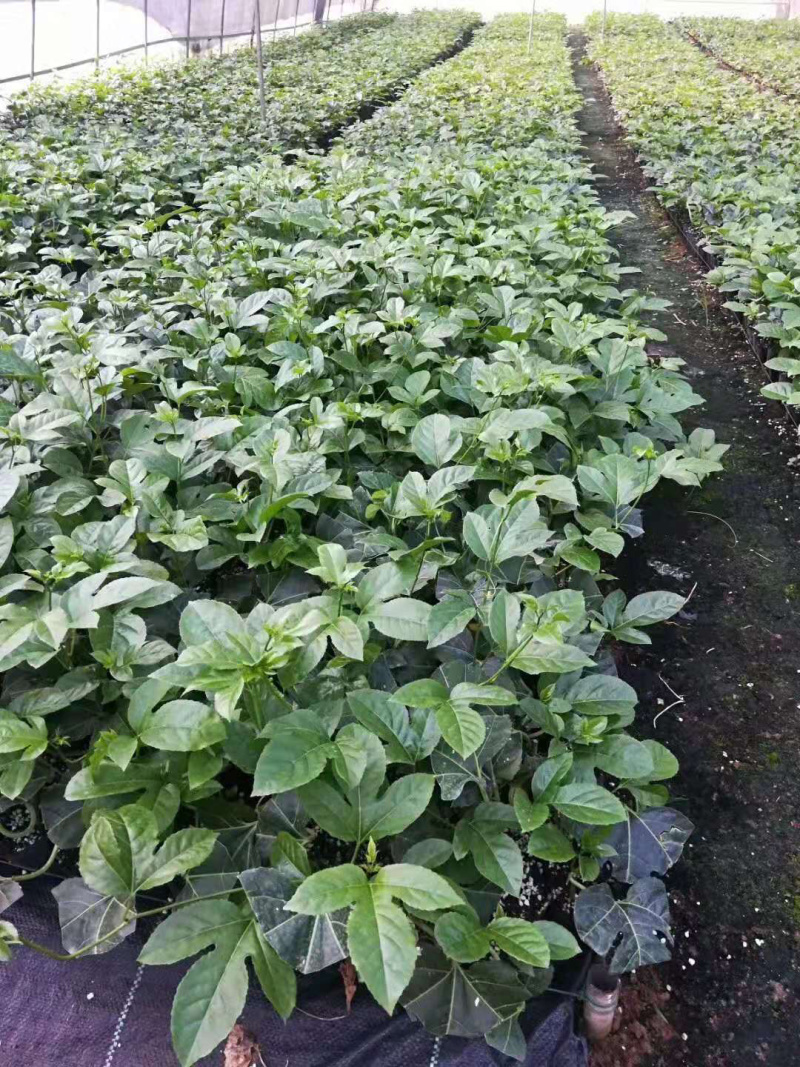 百香果苗，紫香，台农，黄金百香果芭味，大量批发