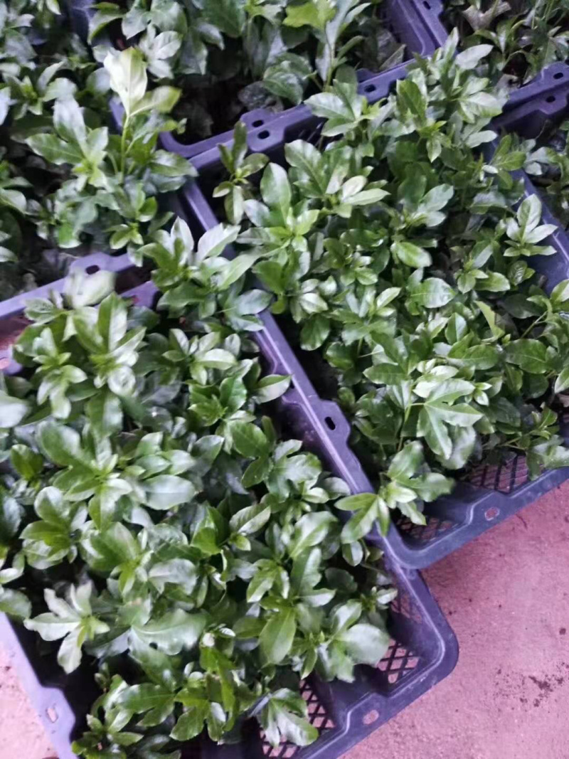 百香果苗，紫香，台农，黄金百香果芭味，大量批发