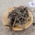 吉祥草千余品种供应承接订单