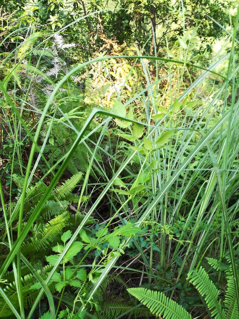 藤茶干货野生龙丝茶