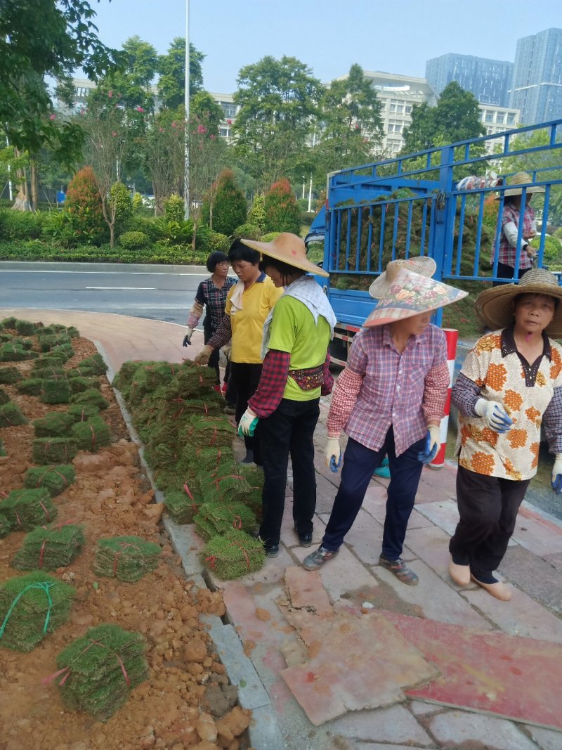 绿化草皮台湾草马尼拉兰引三号草块草卷
