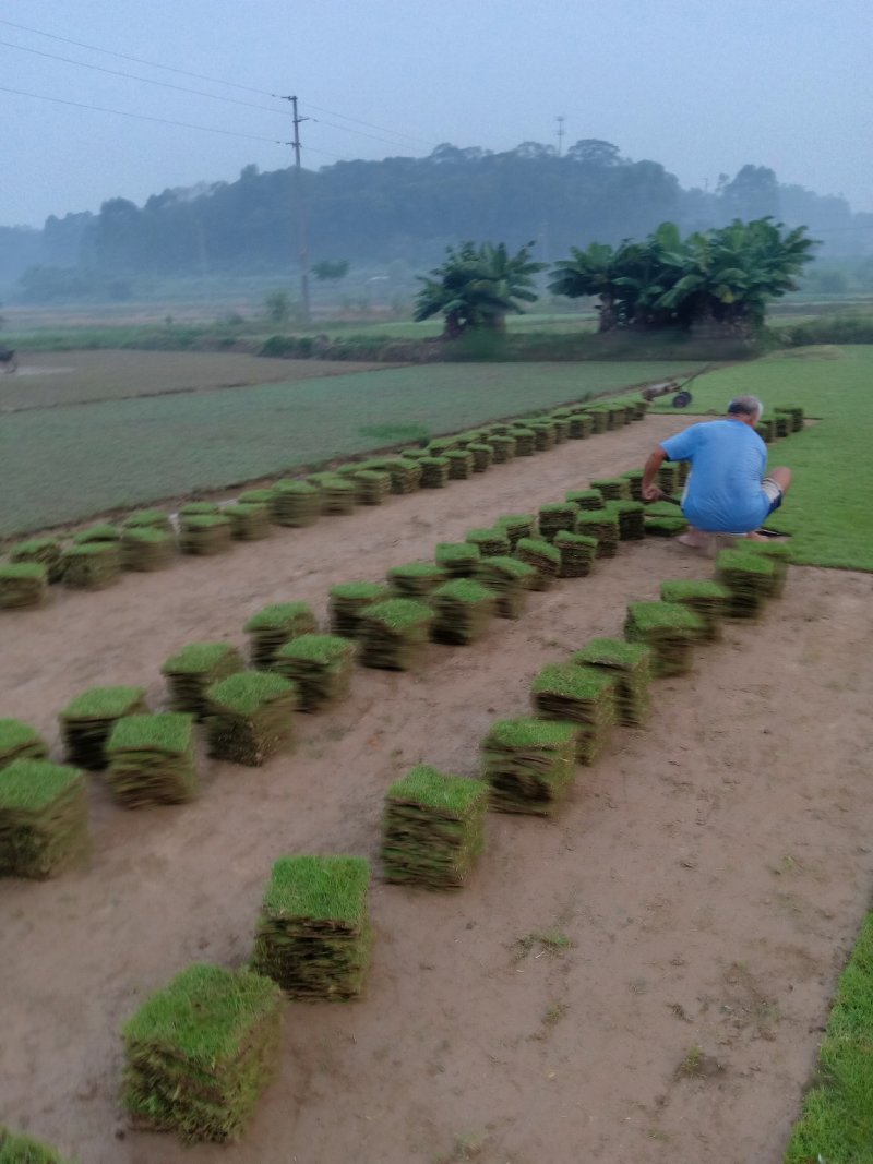 绿化草皮台湾草马尼拉兰引三号草块草卷
