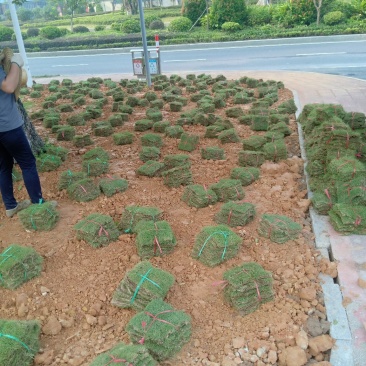绿化草皮台湾草马尼拉兰引三号草块草卷