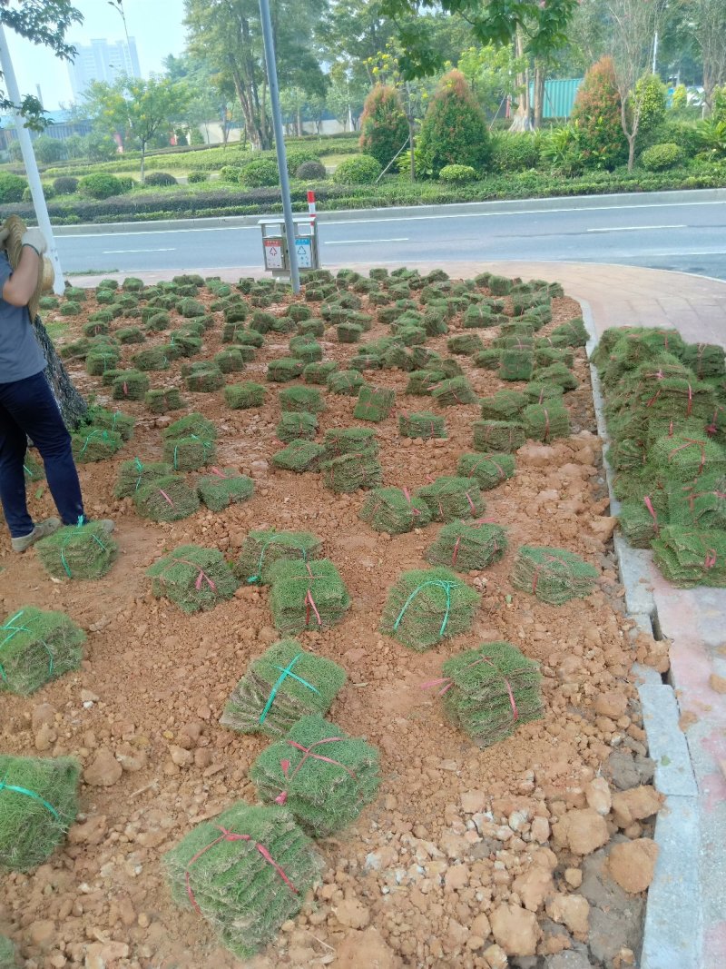 绿化草皮台湾草马尼拉兰引三号草块草卷