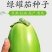 绿罐茄子种子高产早熟抗病青茄子种子