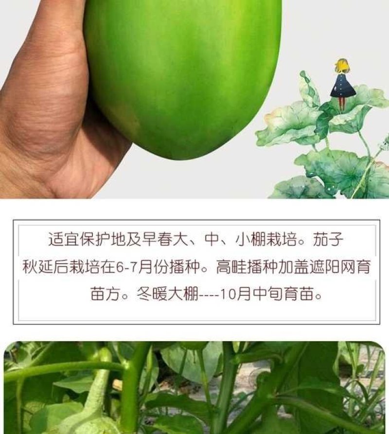 改良精品绿罐茄油绿个大苗厂试种的好品种