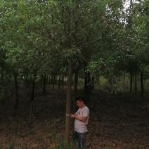 香樟，冠幅漂亮，树杆直有量200亩基地肥东县，欢迎来够