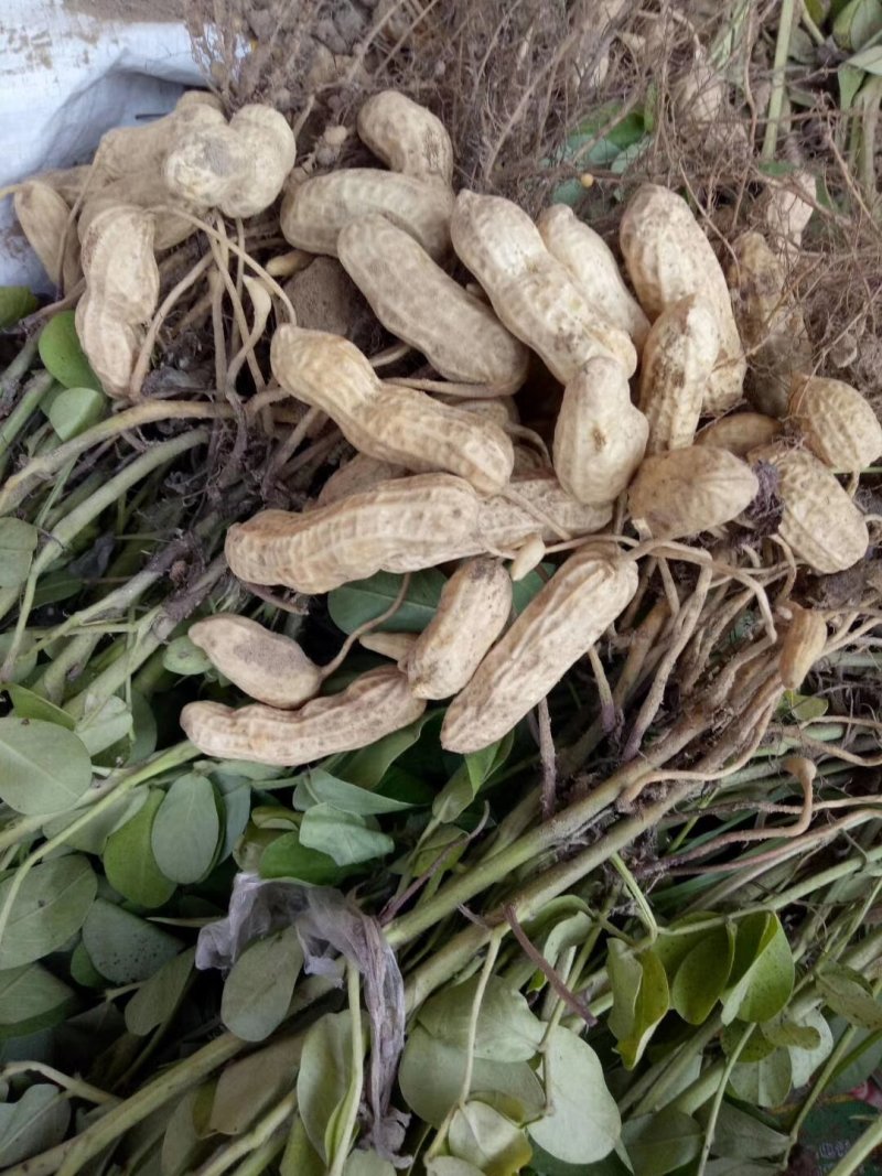 精选四粒红鲜花生，老度够，过筛子，手选果，量大从优
