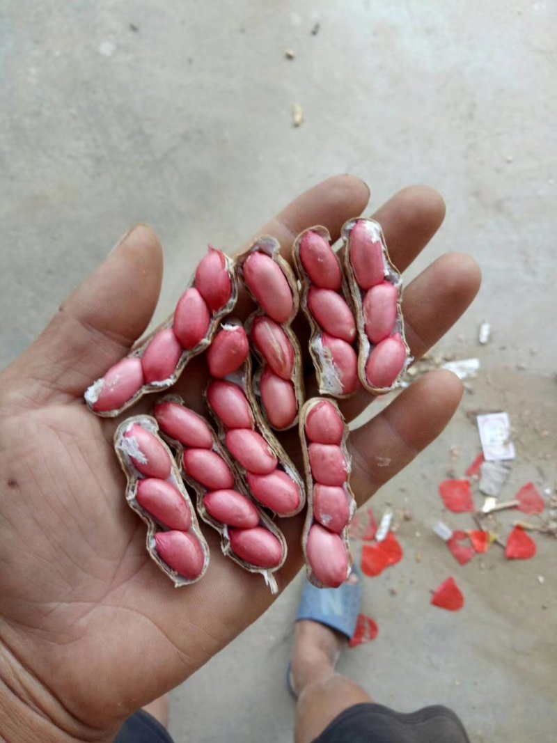 精选四粒红鲜花生，老度够，过筛子，手选果，量大从优