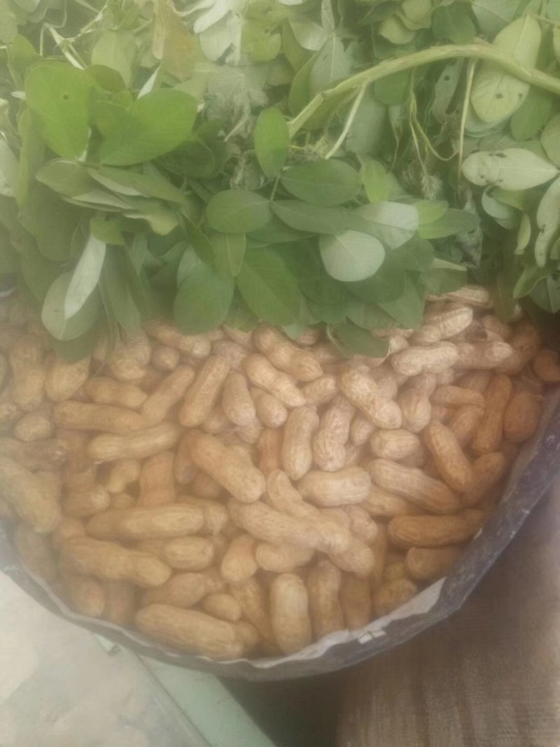 精选四粒红鲜花生，老度够，过筛子，手选果，量大从优