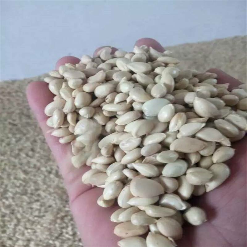 枳壳种子，枸橘种子