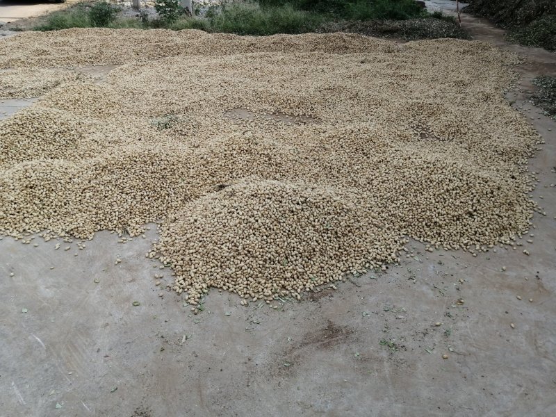 最纯，最纯！最纯！！的2019年新花生油，