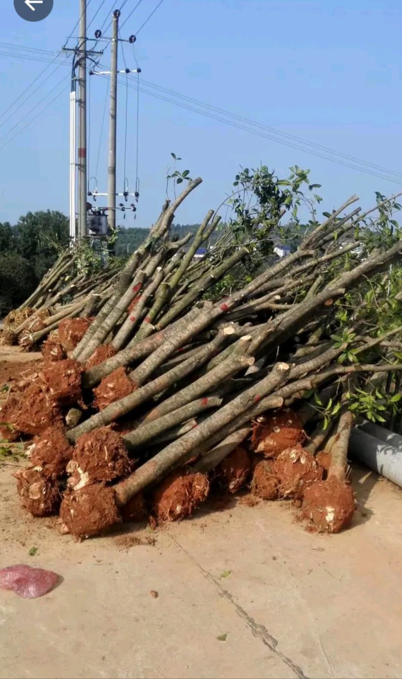 批发桂花树大树苗金桂2-15公分粗桂花树苗八月桂