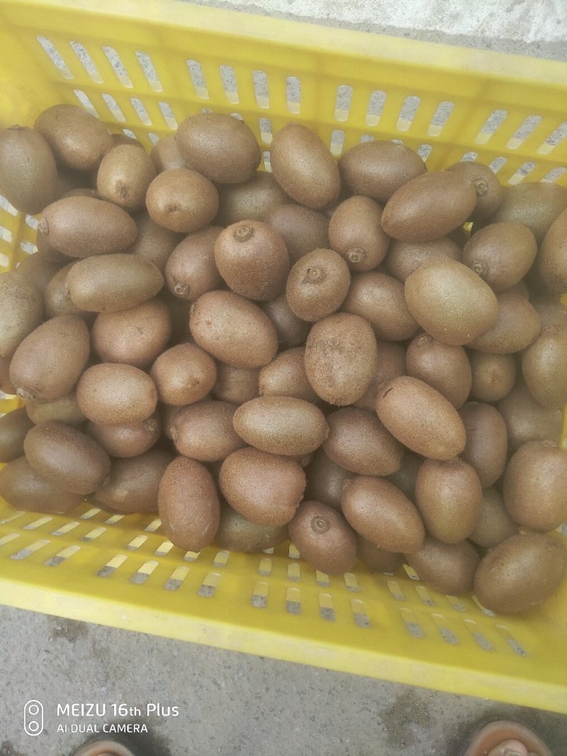 徐香翠香猕猴桃，产地直供量大从优全国发货
