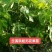【无花果苗】优质波姬红无花果苗一年优质地苗提供技术指导