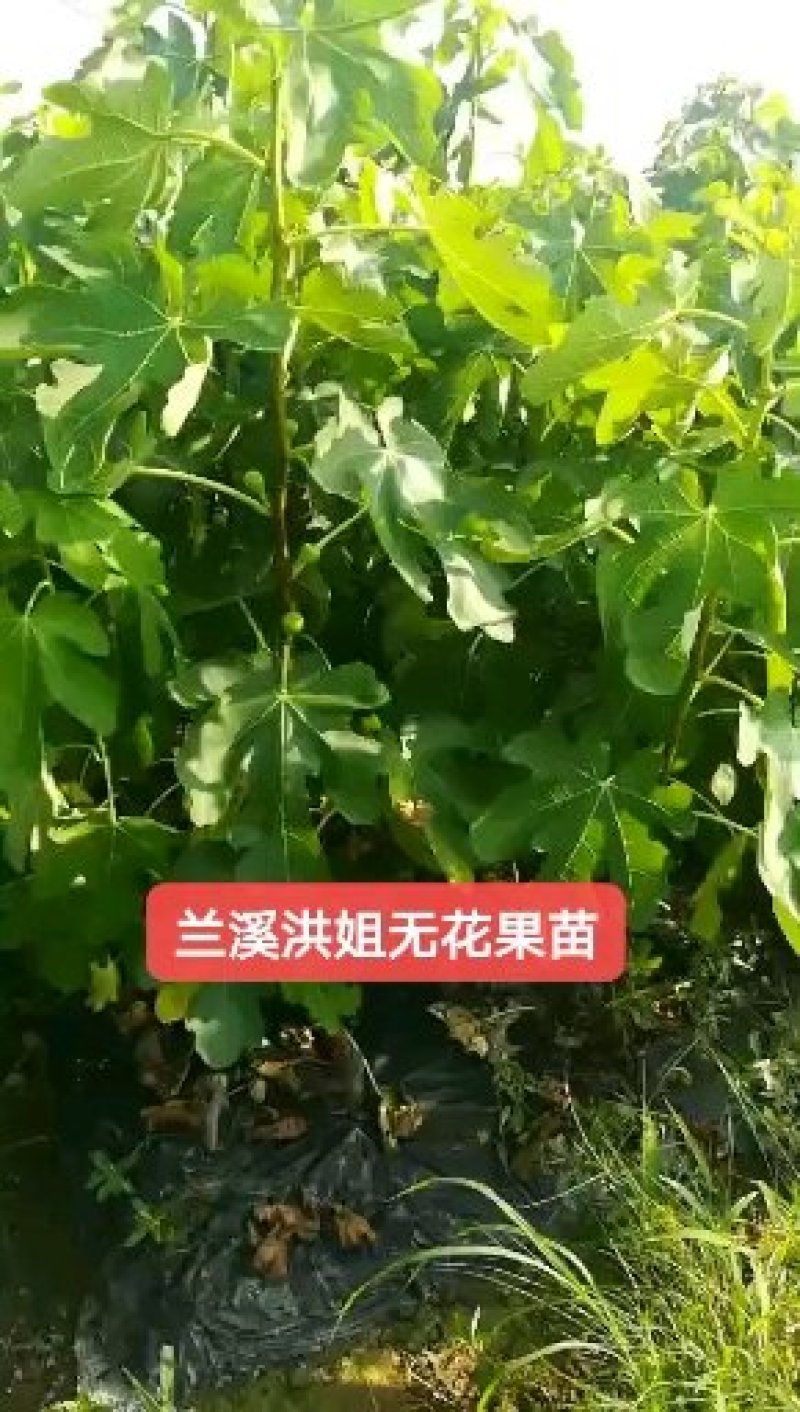 【无花果苗】优质波姬红无花果苗一年优质地苗提供技术指导