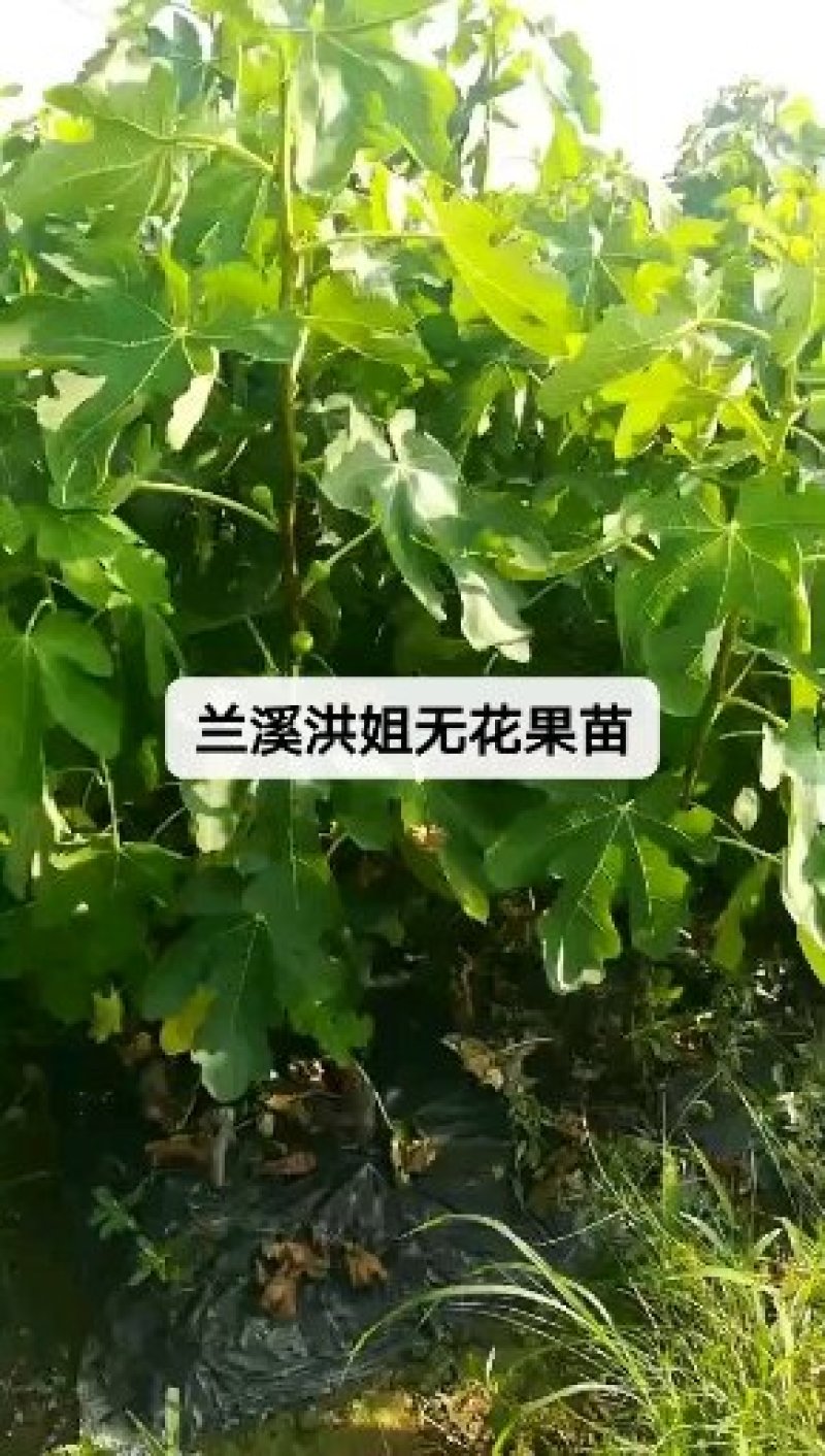 【无花果苗】优质波姬红无花果苗一年优质地苗提供技术指导