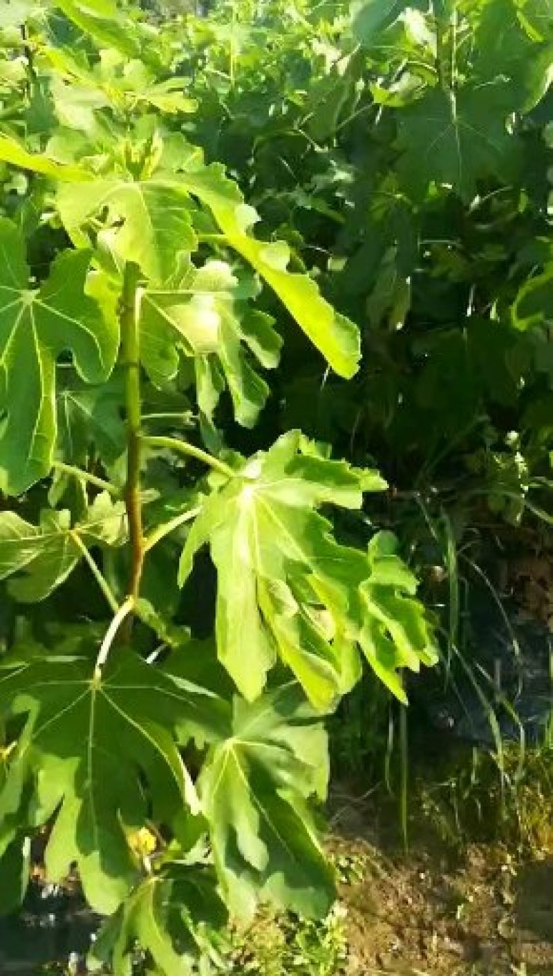 【无花果苗】优质波姬红无花果苗一年优质地苗提供技术指导