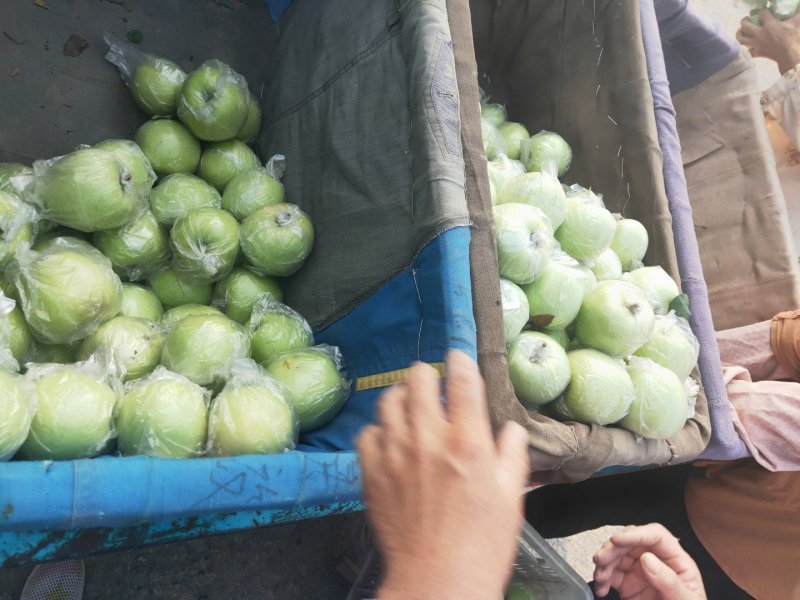 黄元帅苹果膜袋，纸袋红星苹果