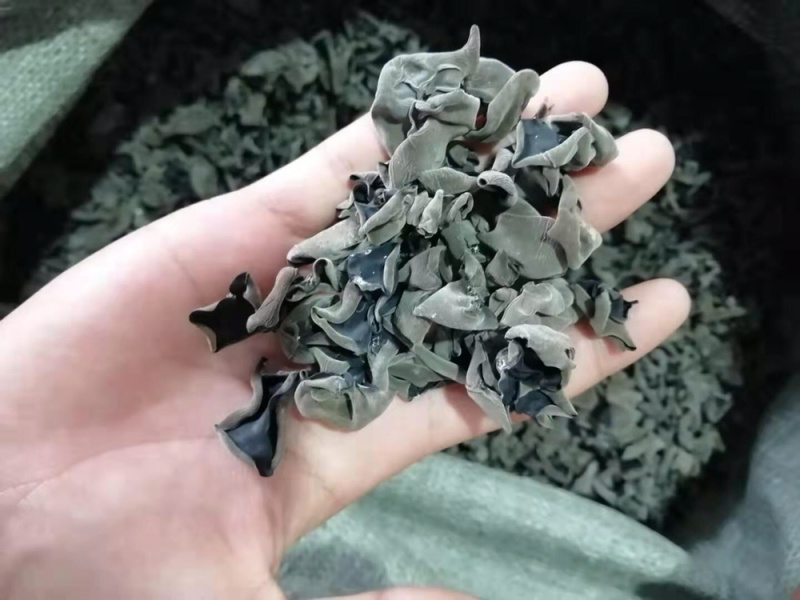 东北黑木耳产地直发食用菌各种档次一手货源支持一件代发