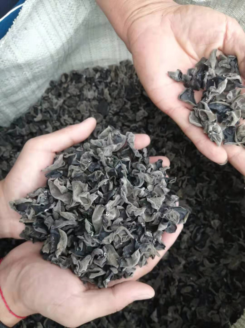 东北黑木耳产地直发食用菌各种档次一手货源支持一件代发