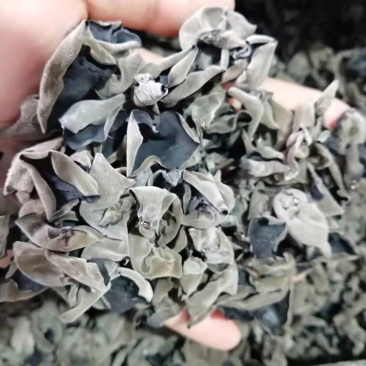东北黑木耳产地直发食用菌各种档次一手货源支持一件代发