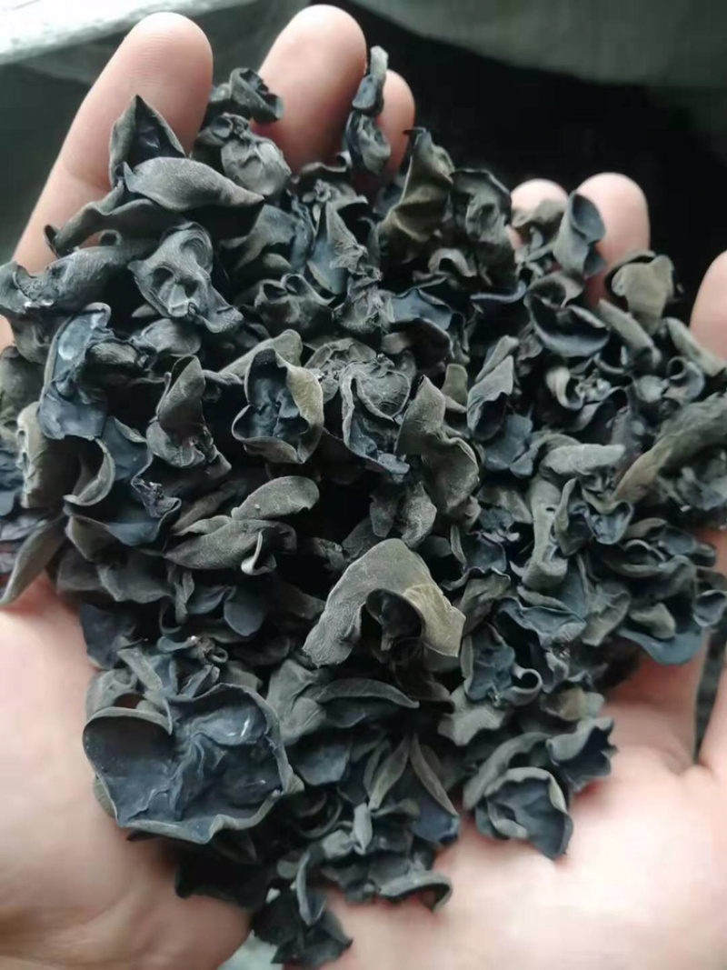 东北黑木耳产地直发食用菌各种档次一手货源支持一件代发