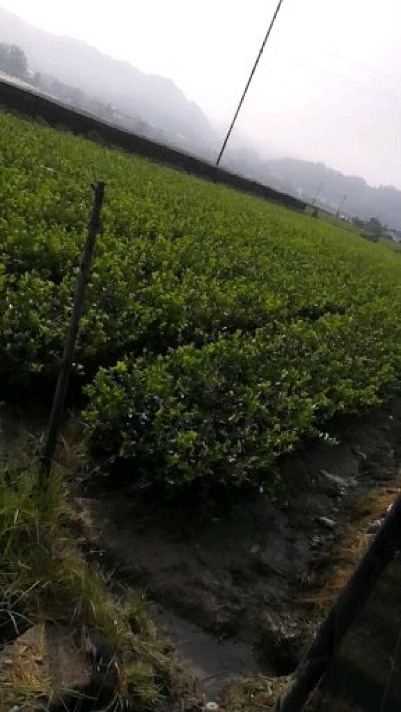 基地现货长林系列40号53号3优质高产嫁接油茶苗全国包邮