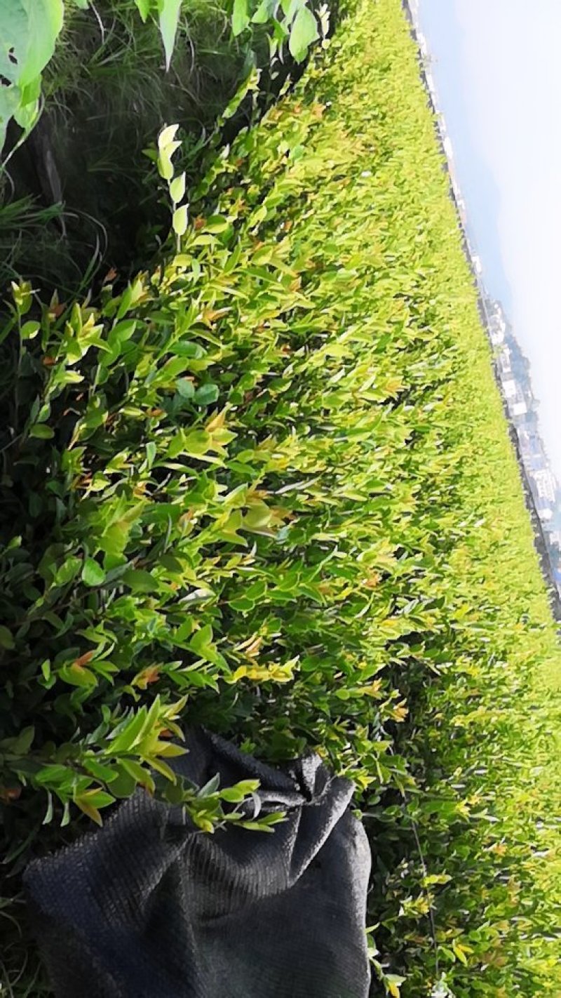 基地现货长林系列40号53号3优质高产嫁接油茶苗全国包邮