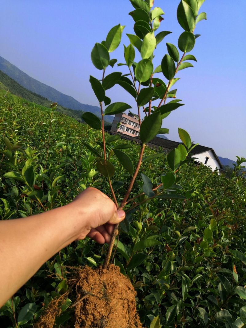 基地现货长林系列40号53号3优质高产嫁接油茶苗全国包邮