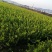 基地现货长林系列40号53号3优质高产嫁接油茶苗全国包邮