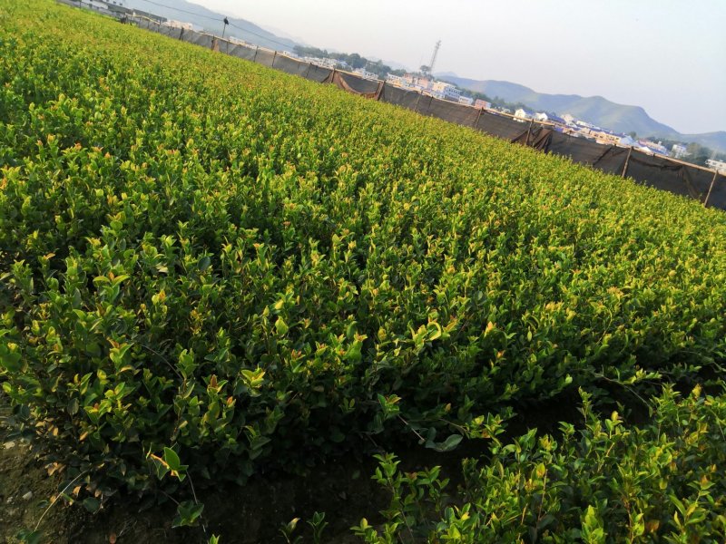 基地现货长林系列40号53号3优质高产嫁接油茶苗全国包邮