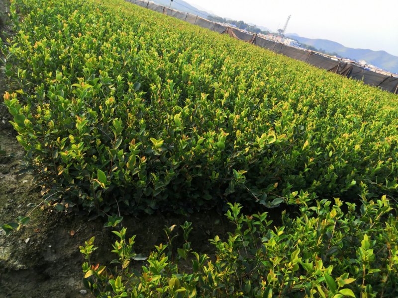 基地现货长林系列40号53号3优质高产嫁接油茶苗全国包邮