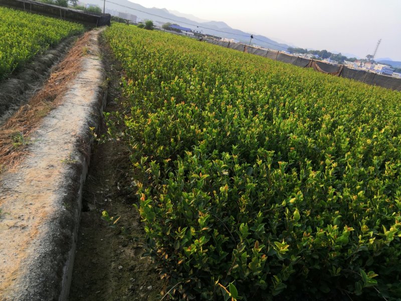 基地现货长林系列40号53号3优质高产嫁接油茶苗全国包邮