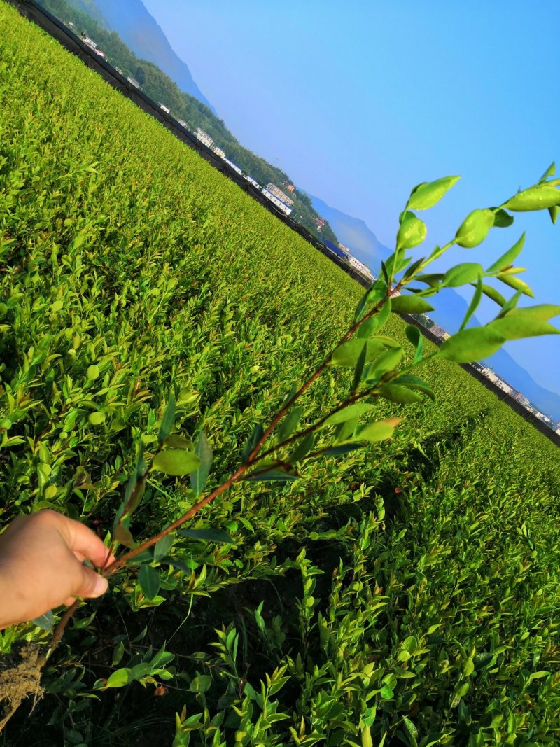 基地现货长林系列40号53号3优质高产嫁接油茶苗全国包邮