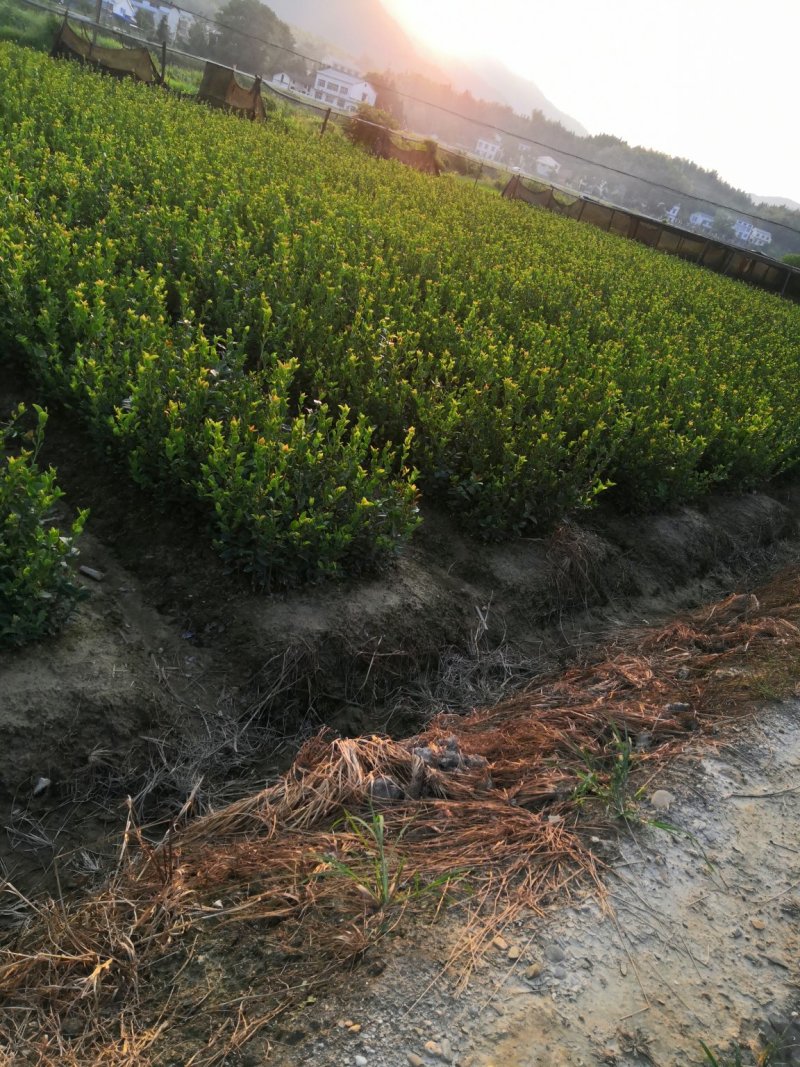 基地现货长林系列40号53号3优质高产嫁接油茶苗全国包邮