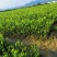 基地现货长林系列40号53号3优质高产嫁接油茶苗全国包邮
