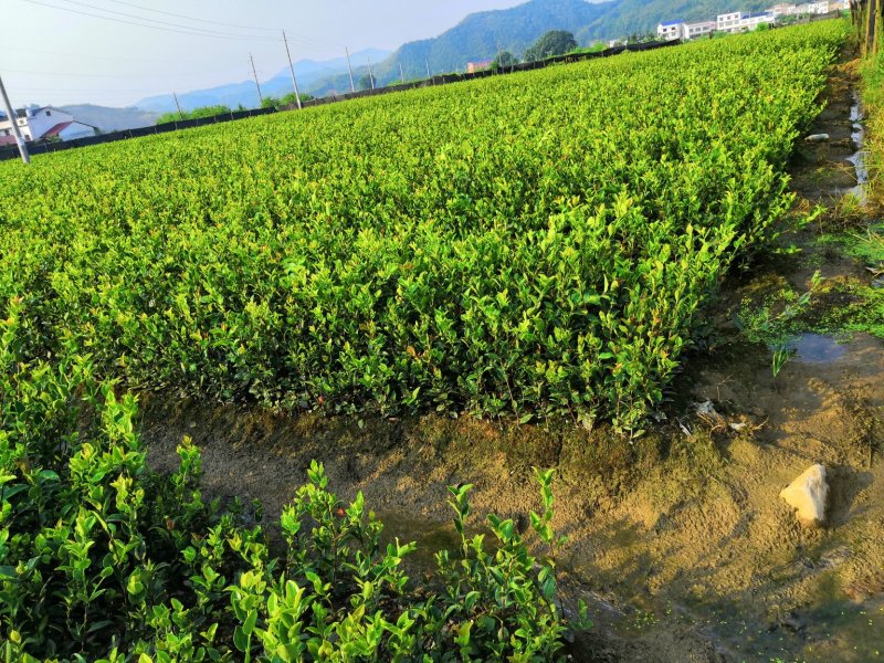 基地现货长林系列40号53号3优质高产嫁接油茶苗全国包邮