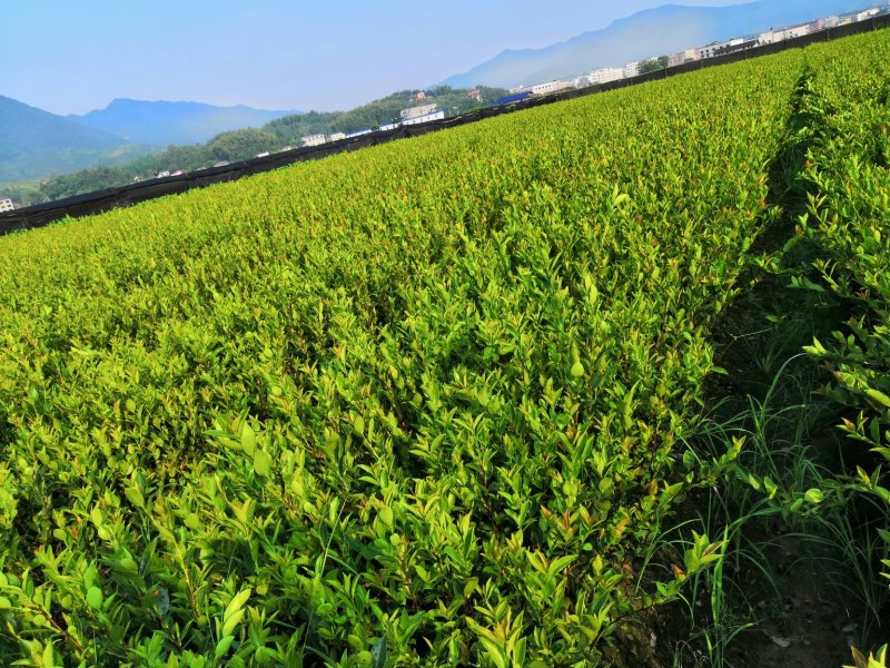基地现货长林系列40号53号3优质高产嫁接油茶苗全国包邮