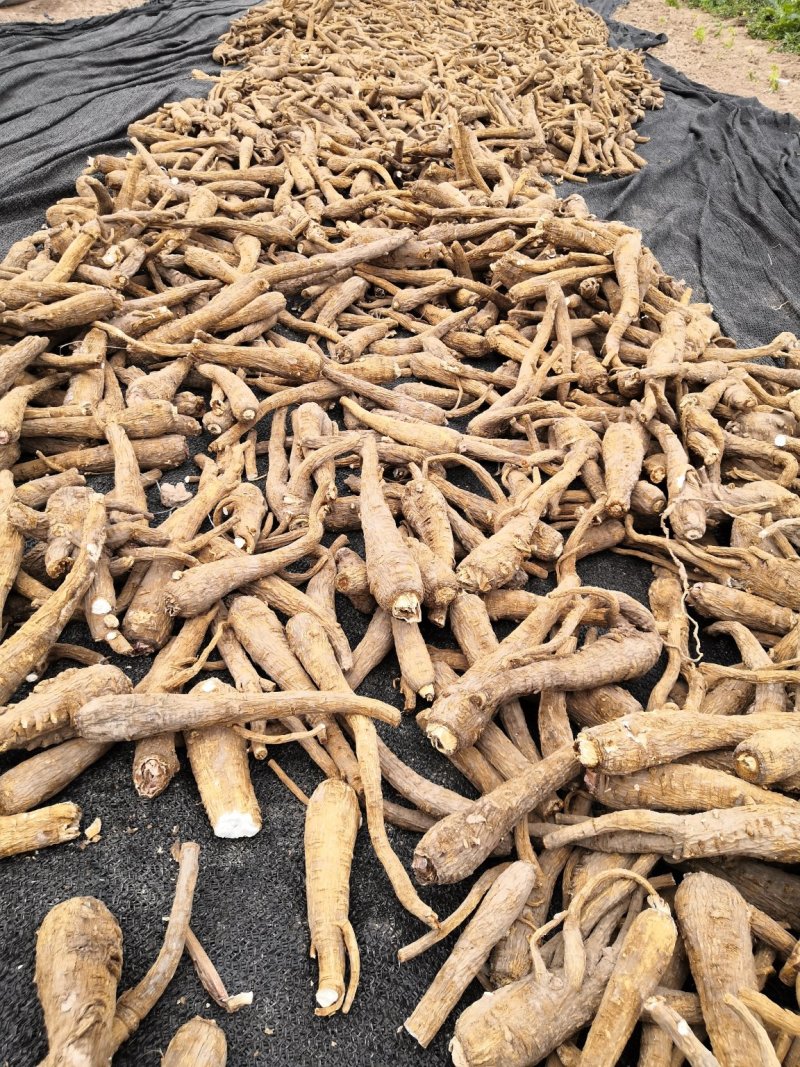 2021年纯新无硫干白芷，大统，小统，各种规格