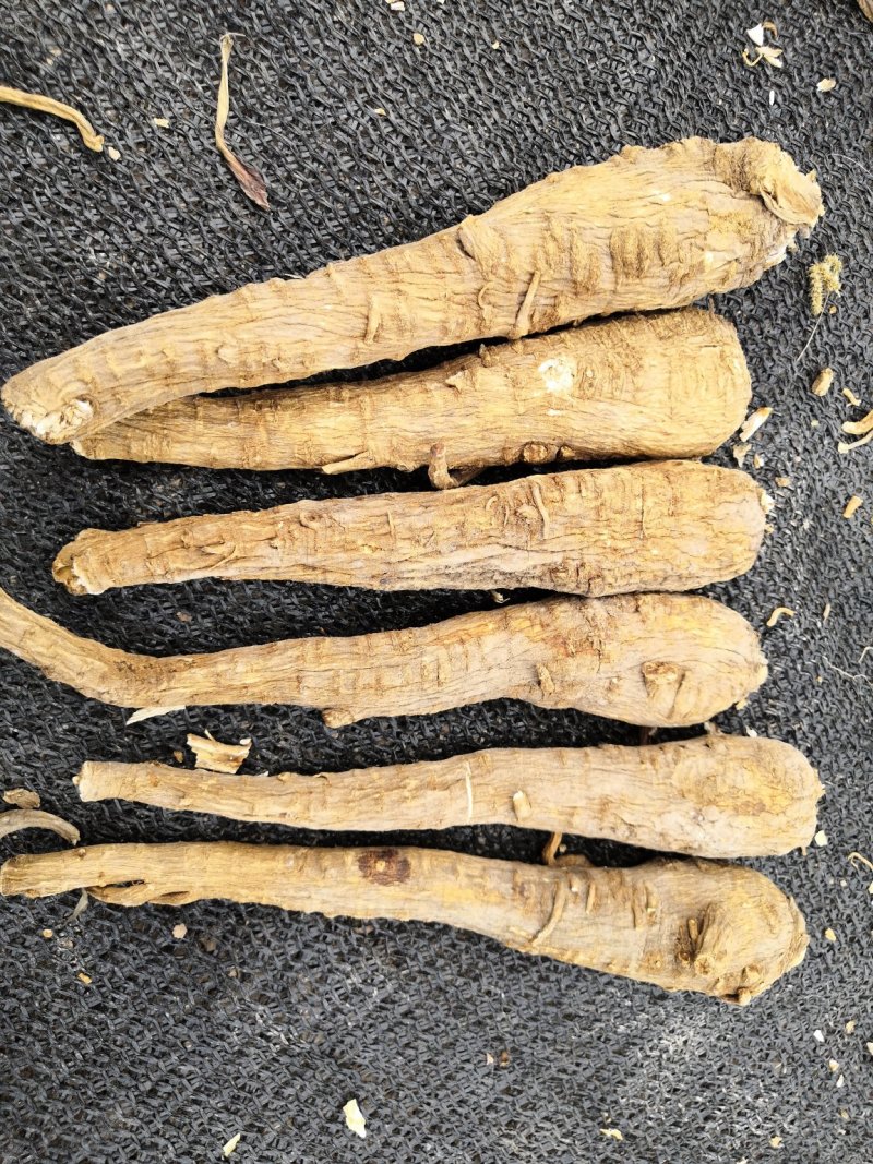 2021年纯新无硫干白芷，大统，小统，各种规格