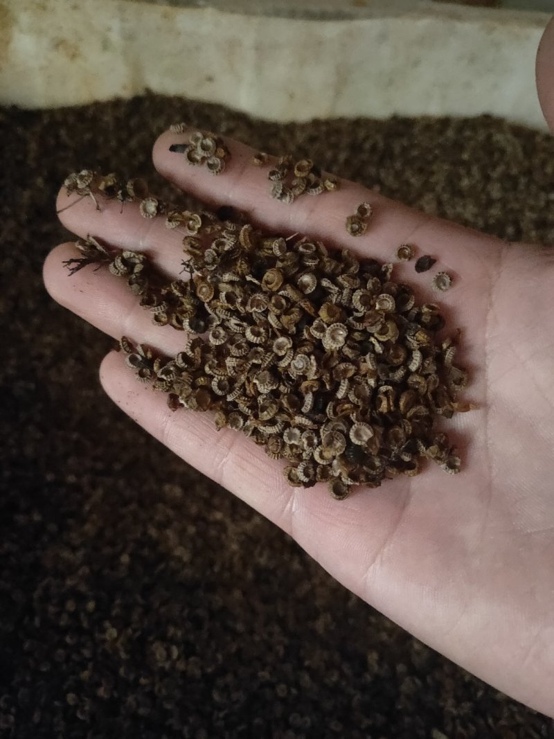 粉防己种子（土木香种子）培育高产粉防己种子苗