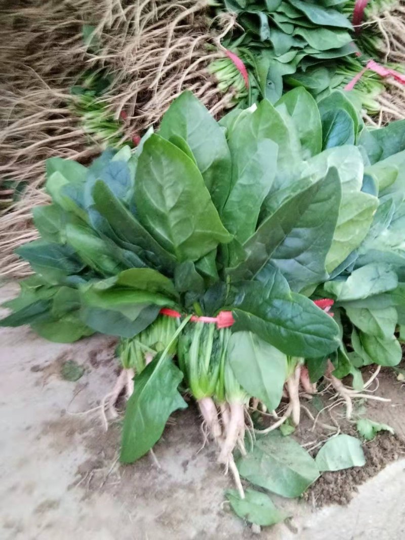 菠菜武山向荣菜业精品菠菜