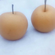 秋月梨亮丽上市