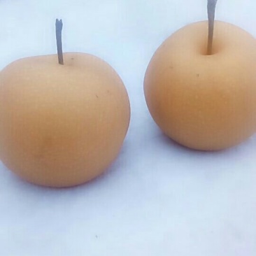秋月梨亮丽上市